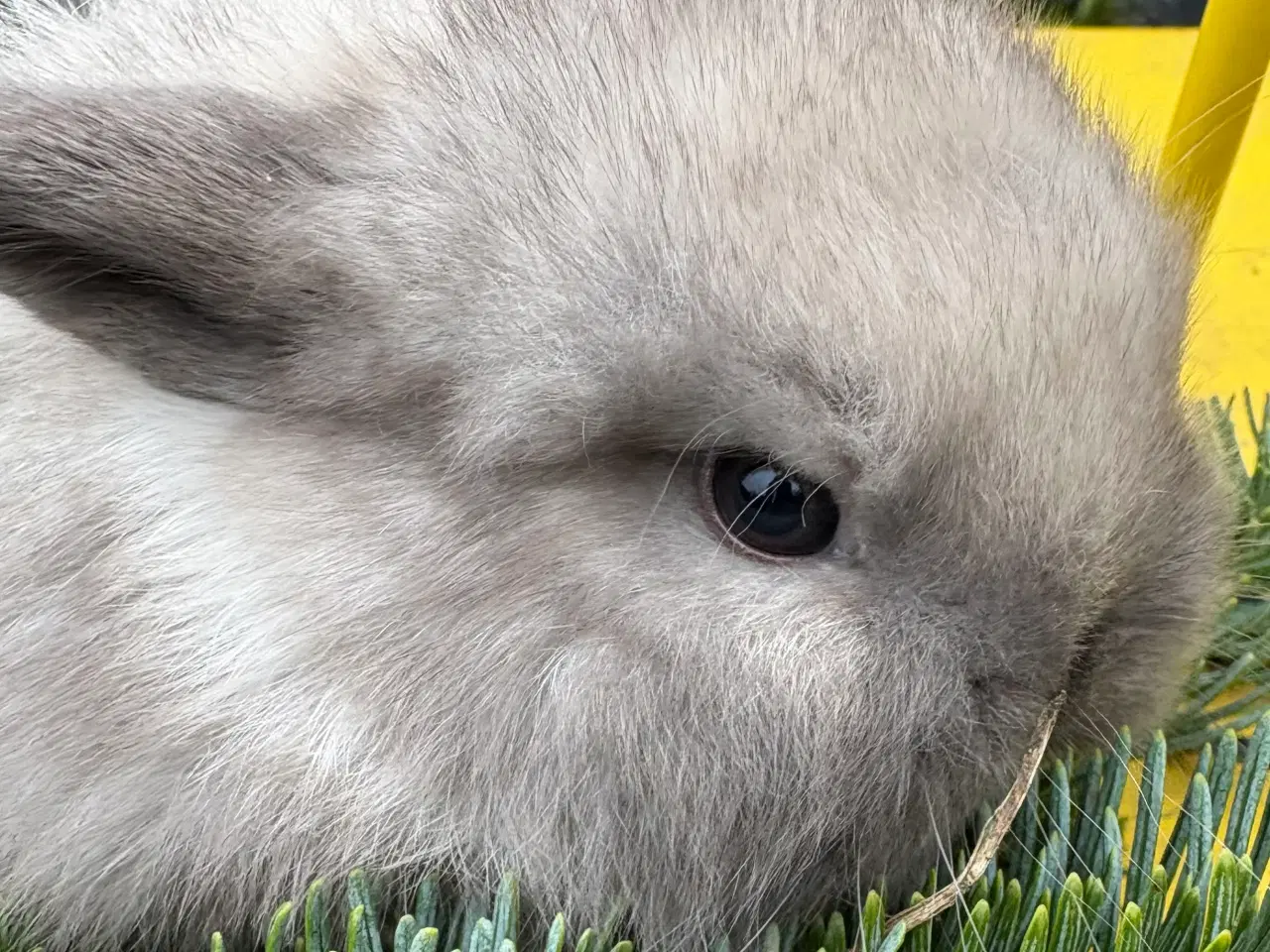 Billede 2 -  Skønne Minilops 