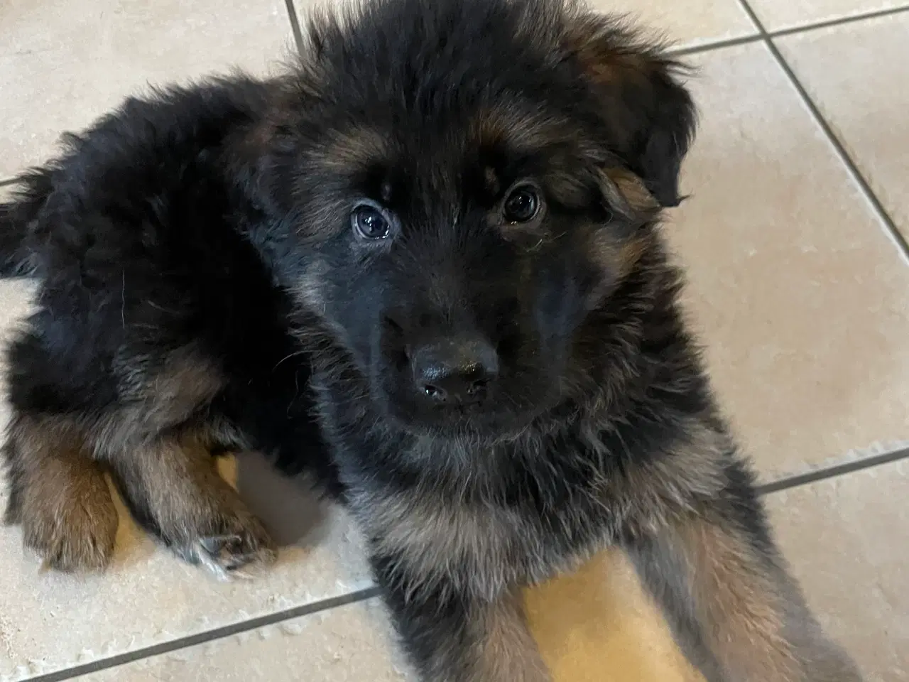 Billede 1 - Smukke Schæferhvalpe med stamtavle