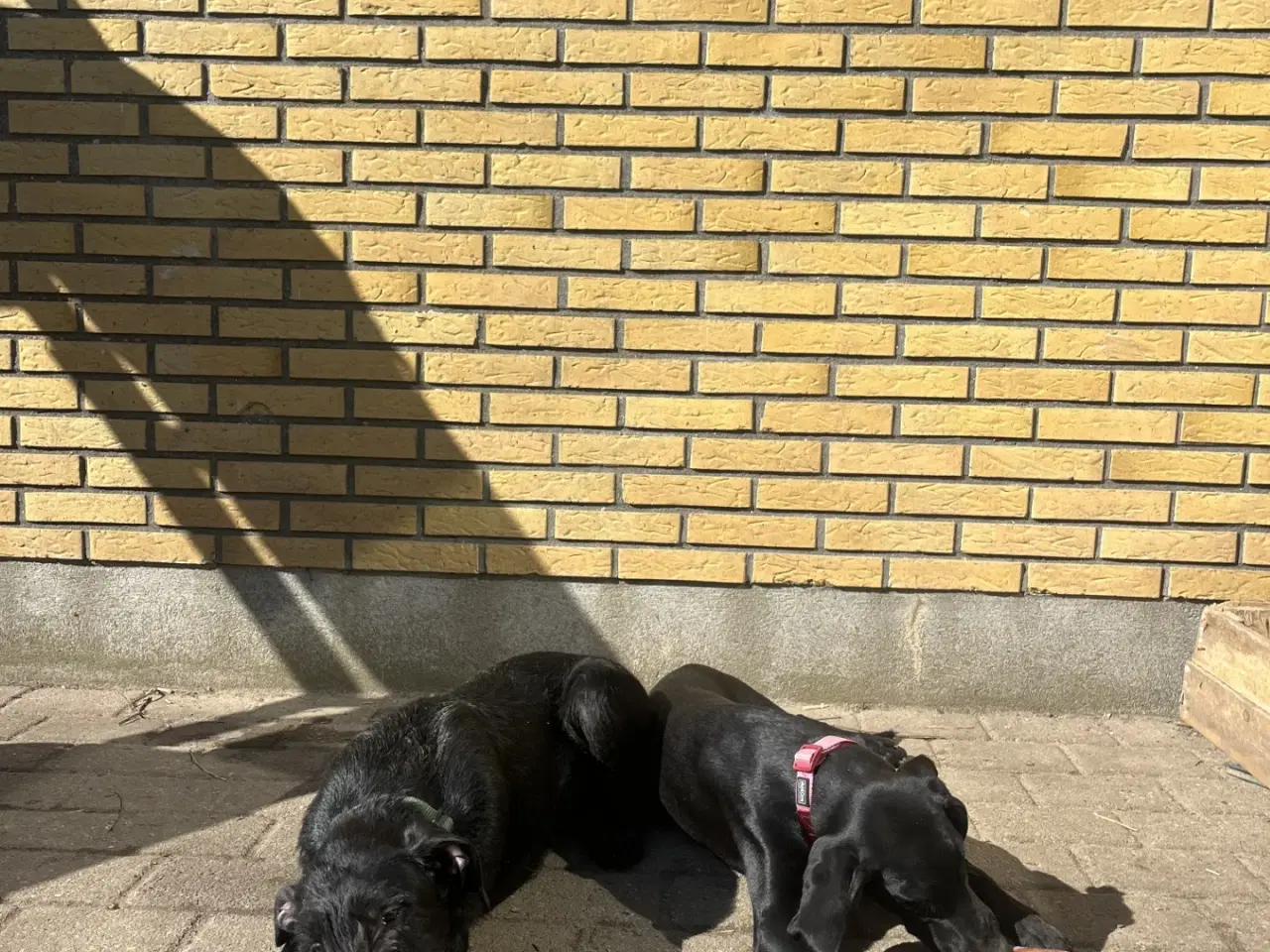 Billede 2 - 2 søde og aktive Dobermann blandingshvalpe