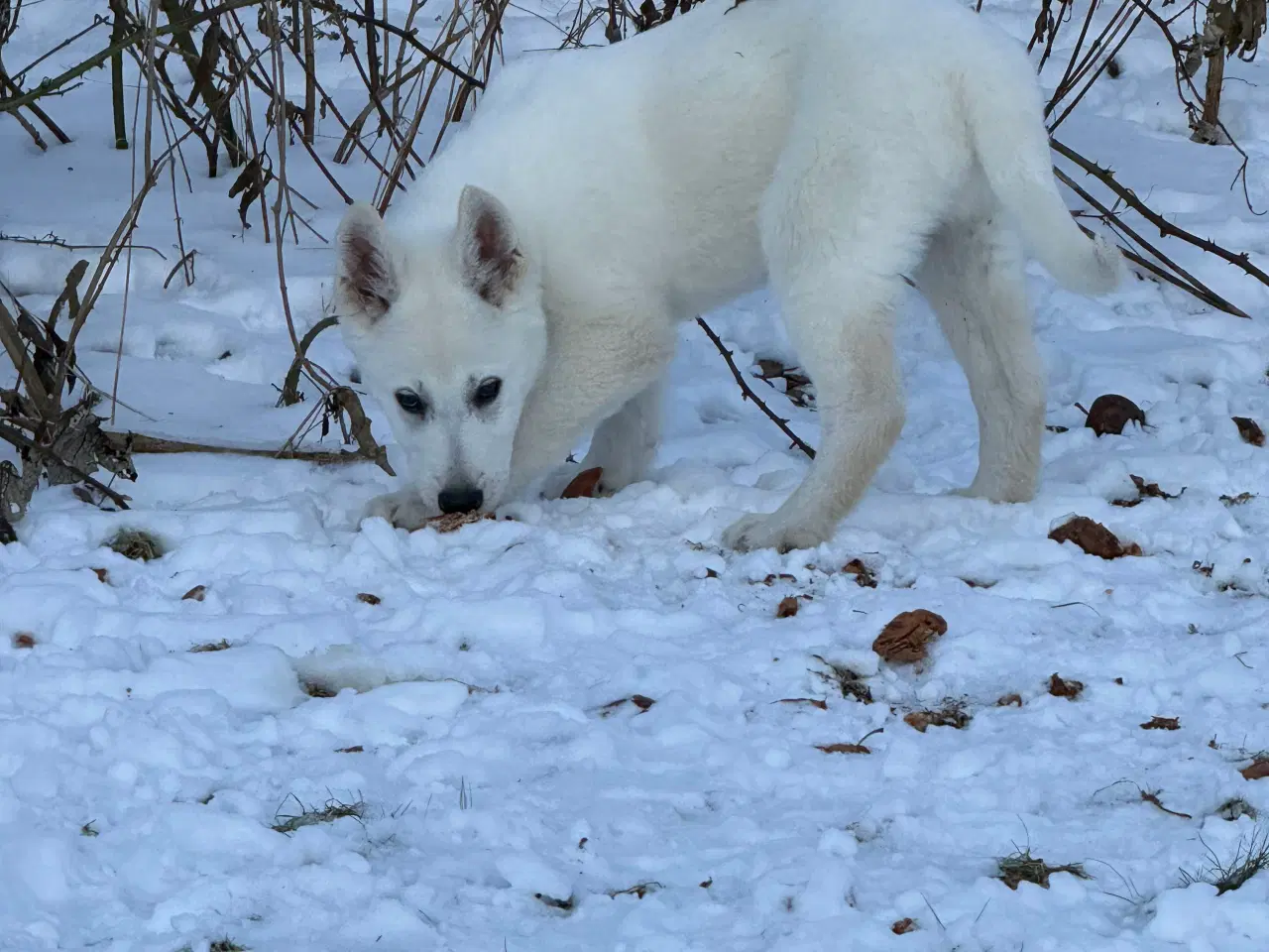 Billede 5 - Ønsker du en hvid bamse dreng