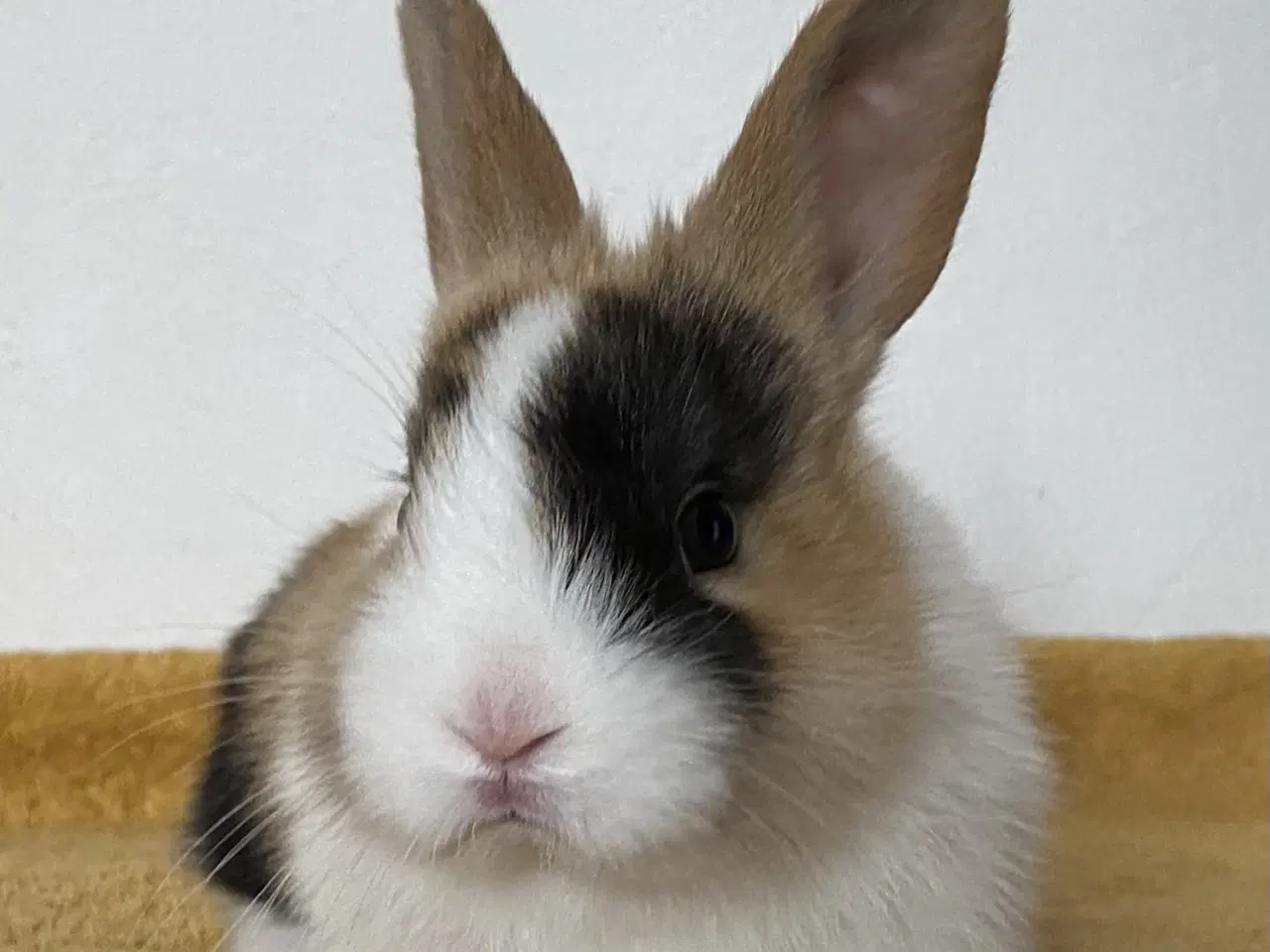 Billede 9 - HOLLÆNDER HAN JAPANER SORT/GUL