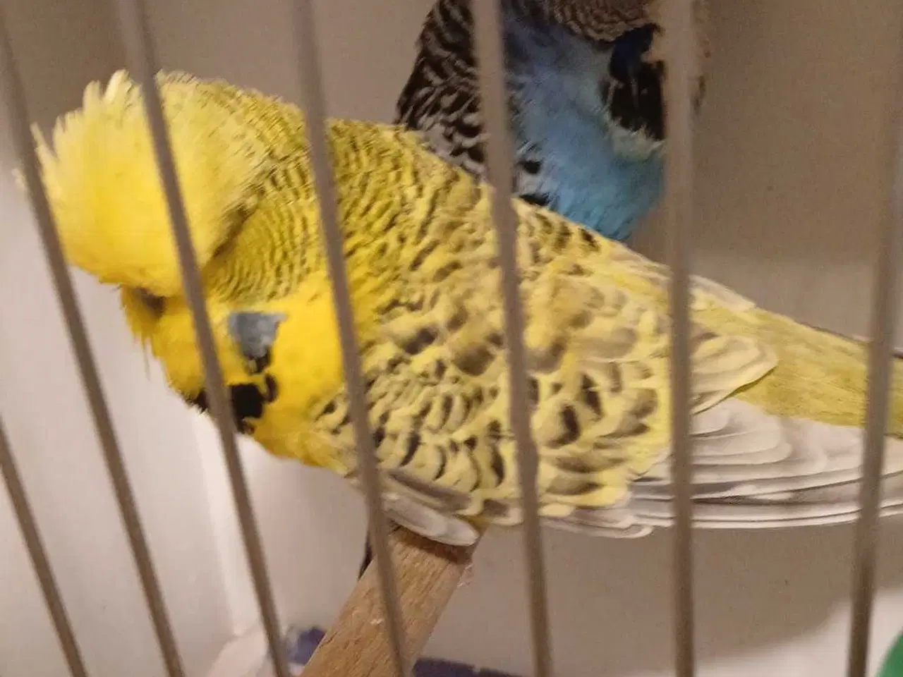 Billede 13 - 1 par Engelske undulater 