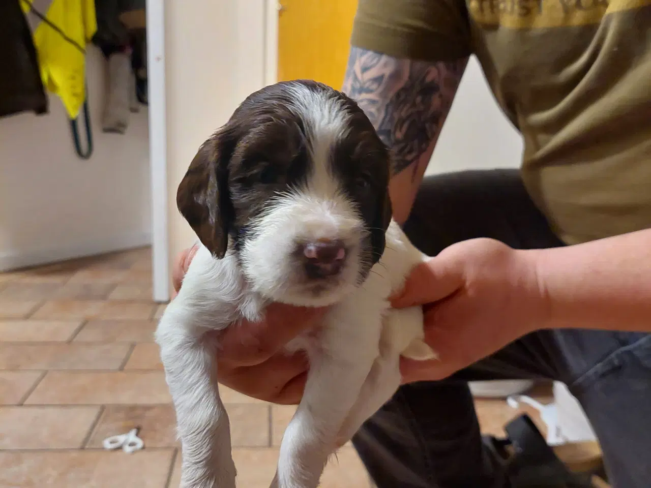 Billede 3 - Kleiner Münsterländer og Springer Spaniel hvalpe