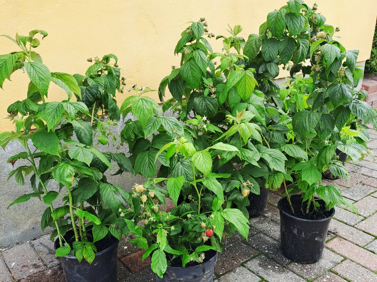 Billede 1 - Hindbærplanter 