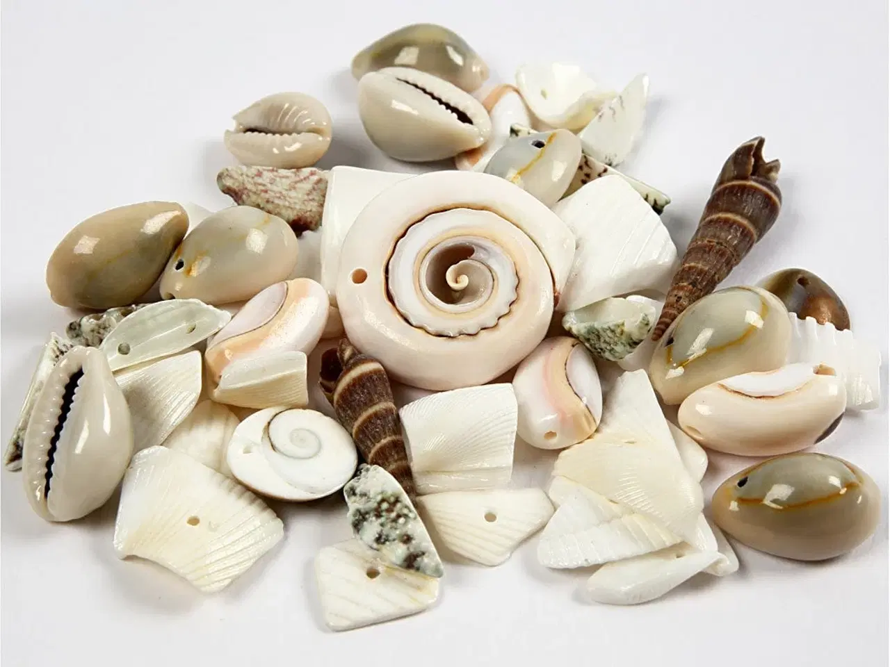 Billede 1 - Strandskaller, str. 9-40 mm, hulstr. 1-1,5 mm, 120 g/ 1 pk.