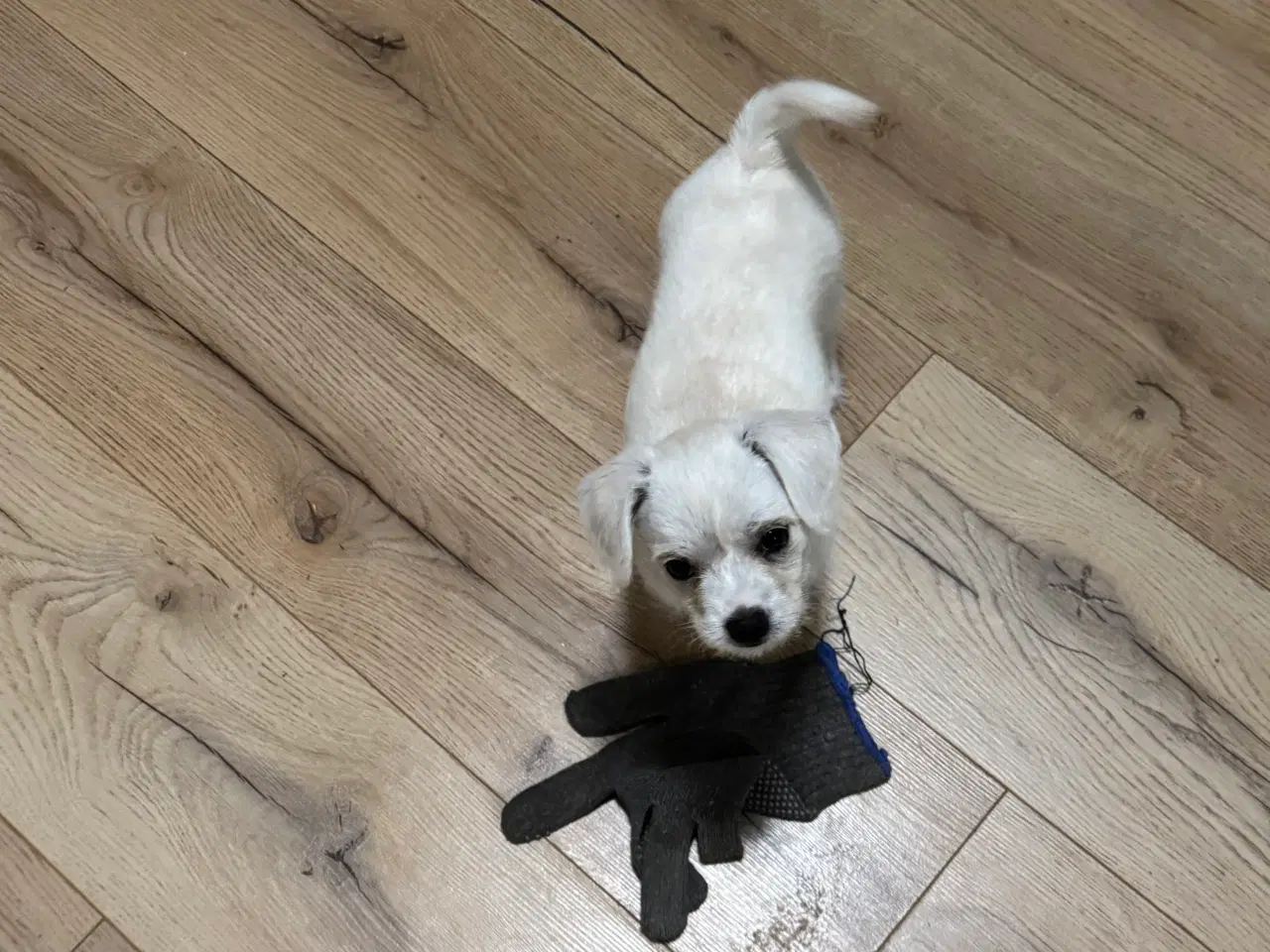 Billede 9 - Hvalp søger ny hjem