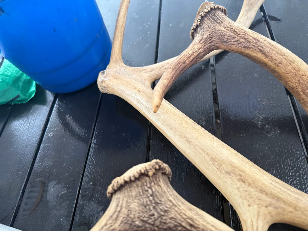 Billede 3 - Rådyr gevir til pynt