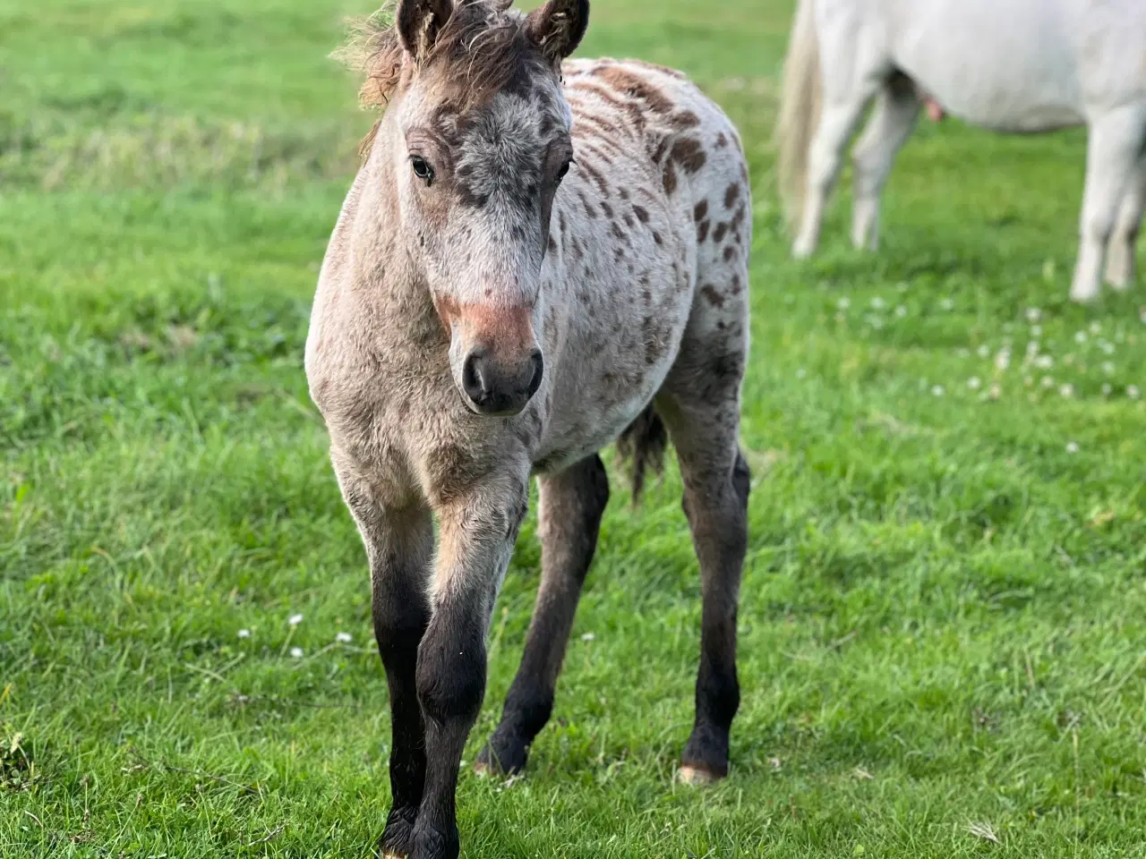 Billede 6 - Plettet pony føl!