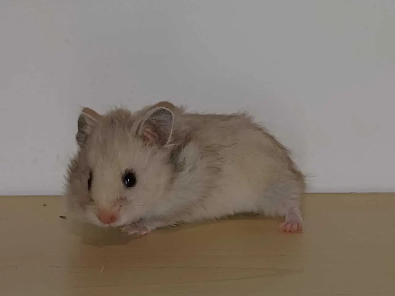 Billede 5 - Guldhamster unger