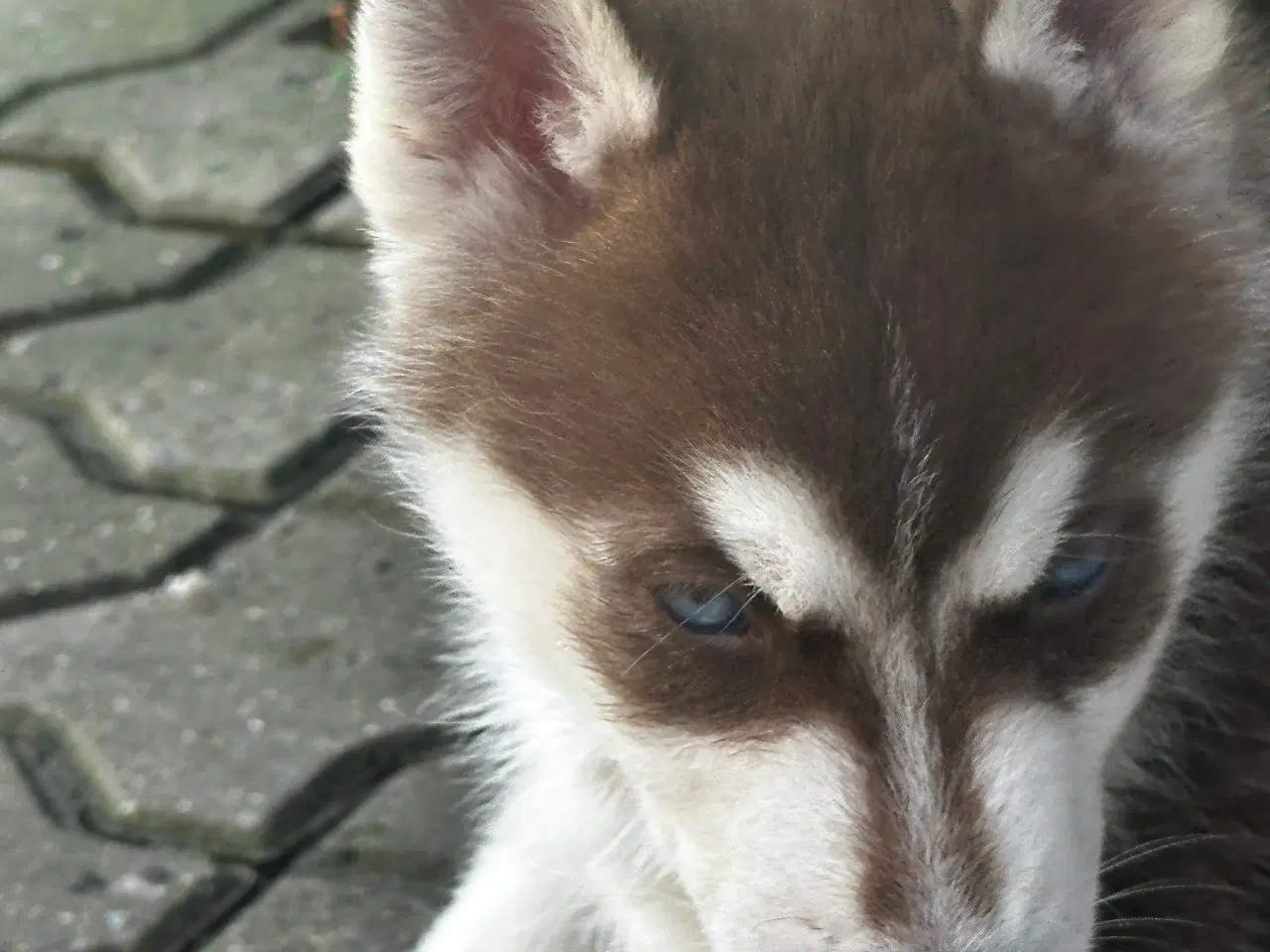 Billede 2 - Husky hvalpe 