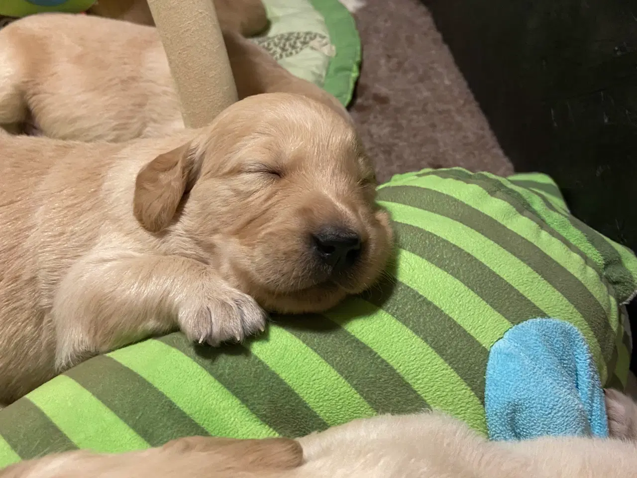 Billede 6 - mørkegyldne Golden retriever hvalpe sælges