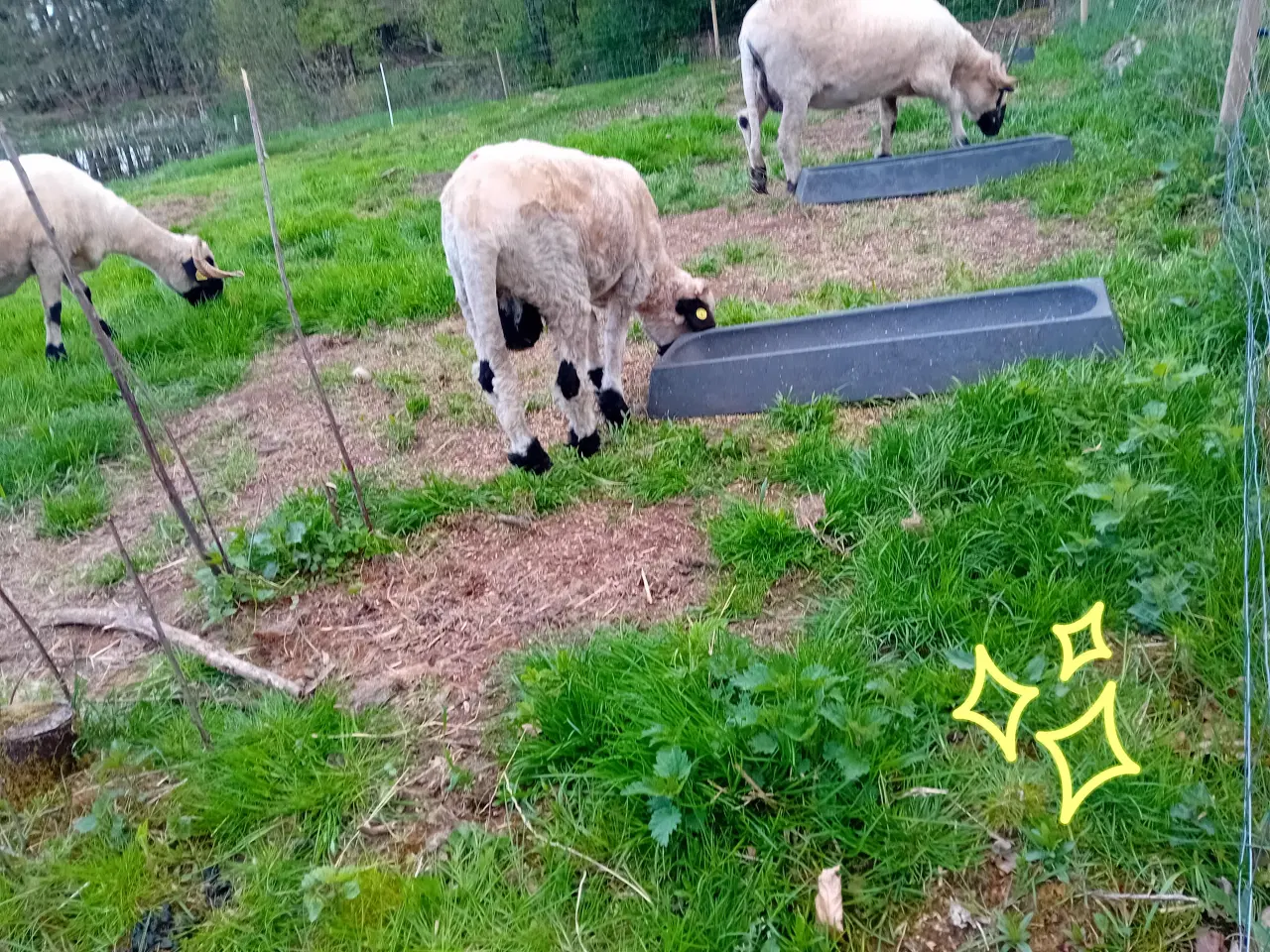 Billede 1 - Valais black nose vædderlam 