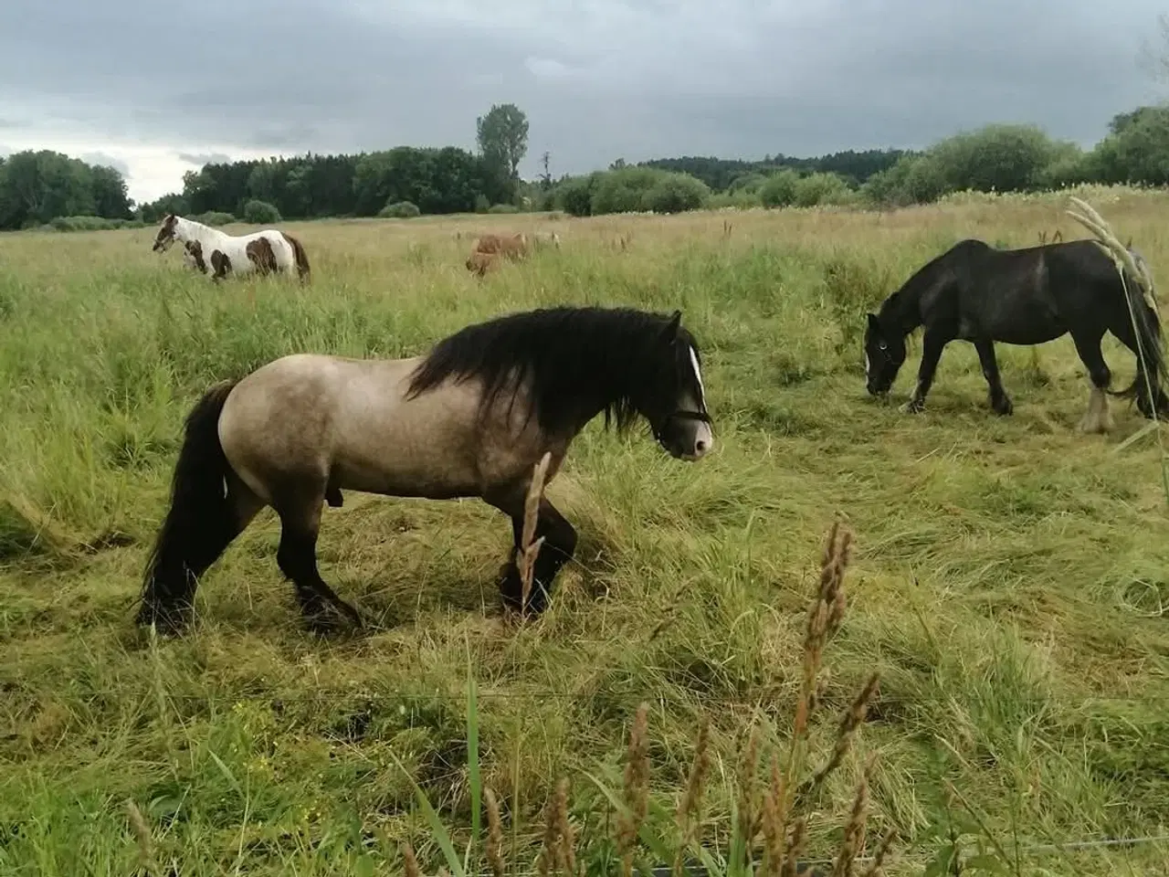 Billede 6 - Lækker dreng sælges