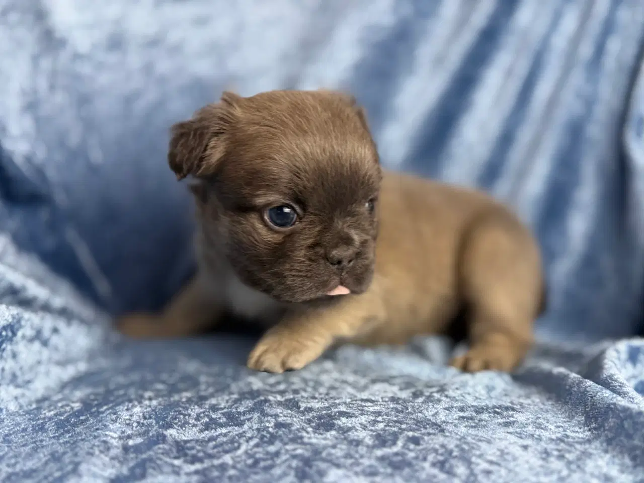 Billede 2 - Fluffy fransk bulldog 