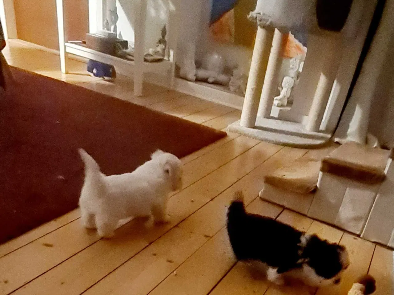 Billede 7 - Bichon havanais hvalp