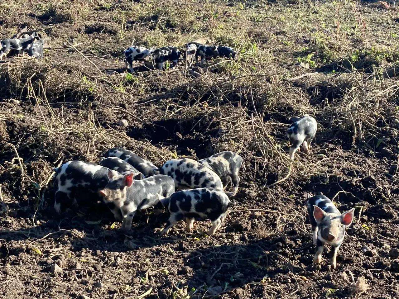Billede 2 - Smågrise af sortbroget gl dansk landrace sælges