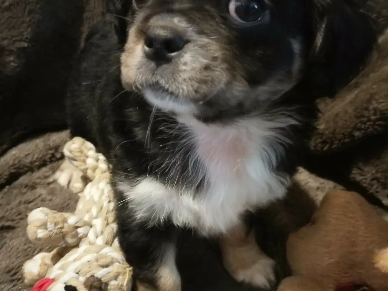 Billede 8 - Skønne 8 ugers små gadekryds