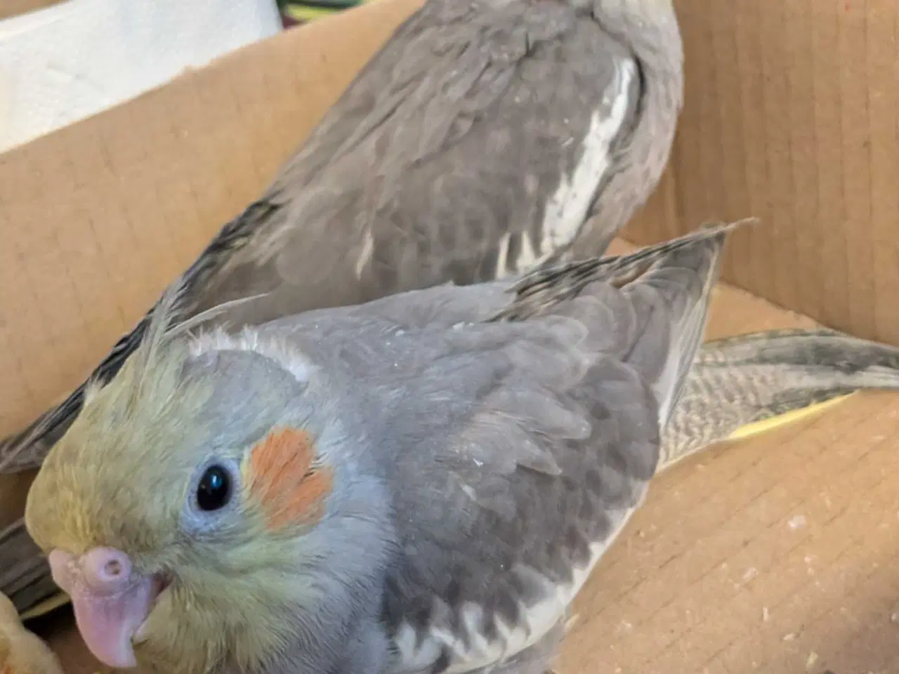 Billede 4 - Nymfeparakit unger 