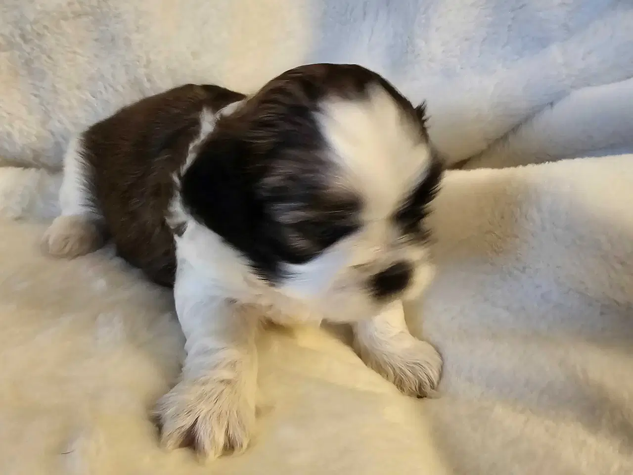 Billede 8 - 3 dejlige hvalpe tilbage🩵🩵 🩷