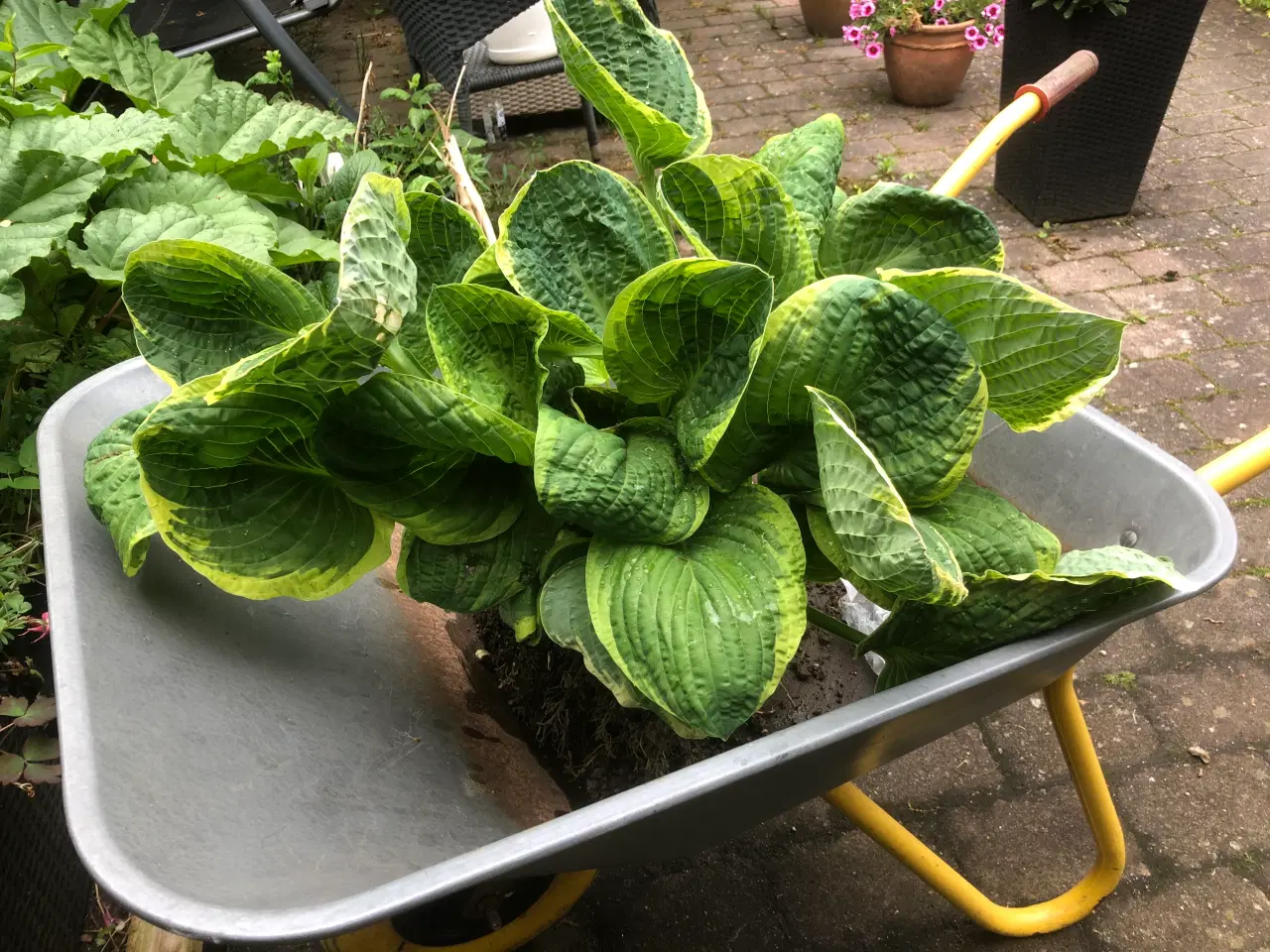Billede 2 -  HOSTA