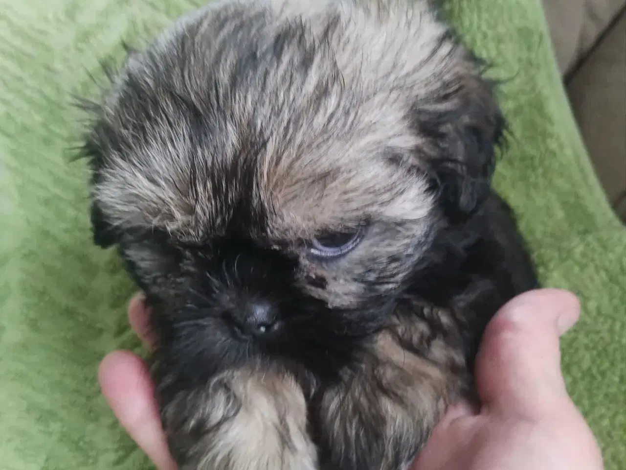 Billede 6 - Hej. Jeg har 4 smukke hund SHIH TZU