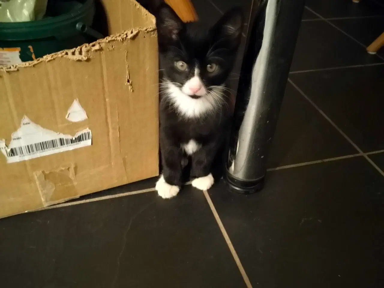 Billede 2 - Kattekillinger 