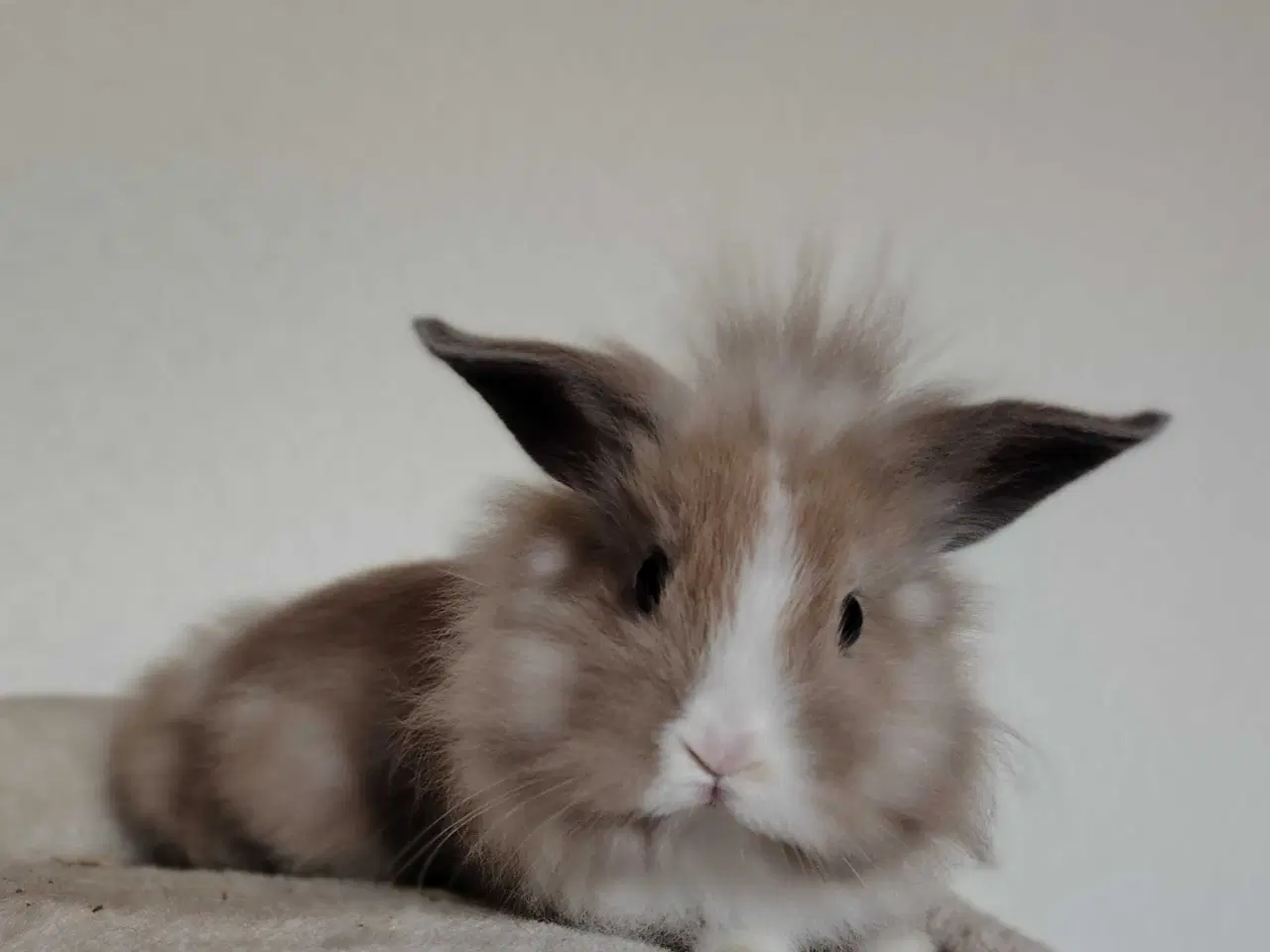 Billede 3 - Indendøres Fri-Kaniner 🐰
