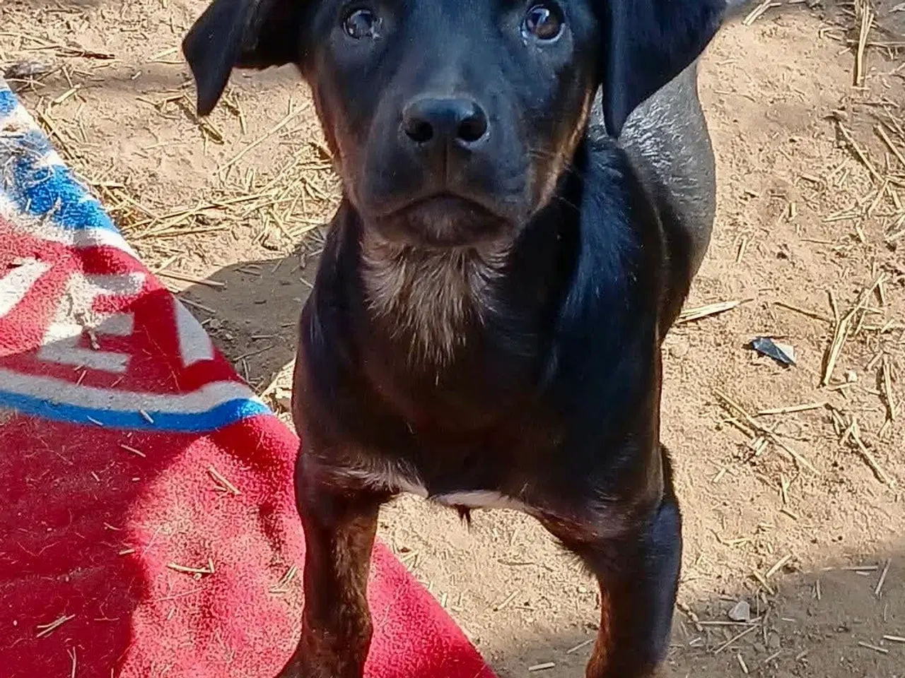 Billede 4 - Lille søde Grace leder efter sin helt egen familie