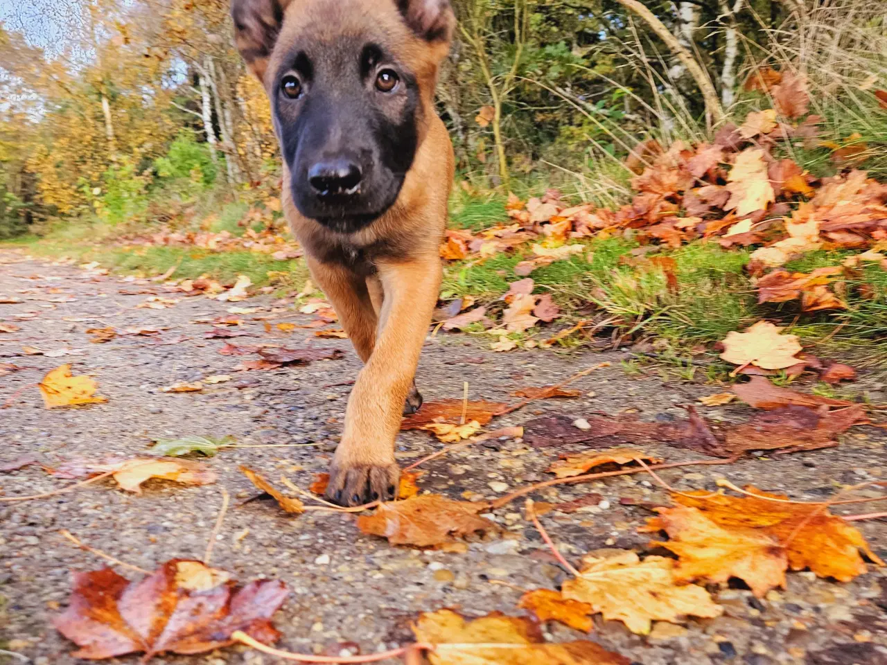 Billede 5 - Belgisk Malinois hvalpe til salg 