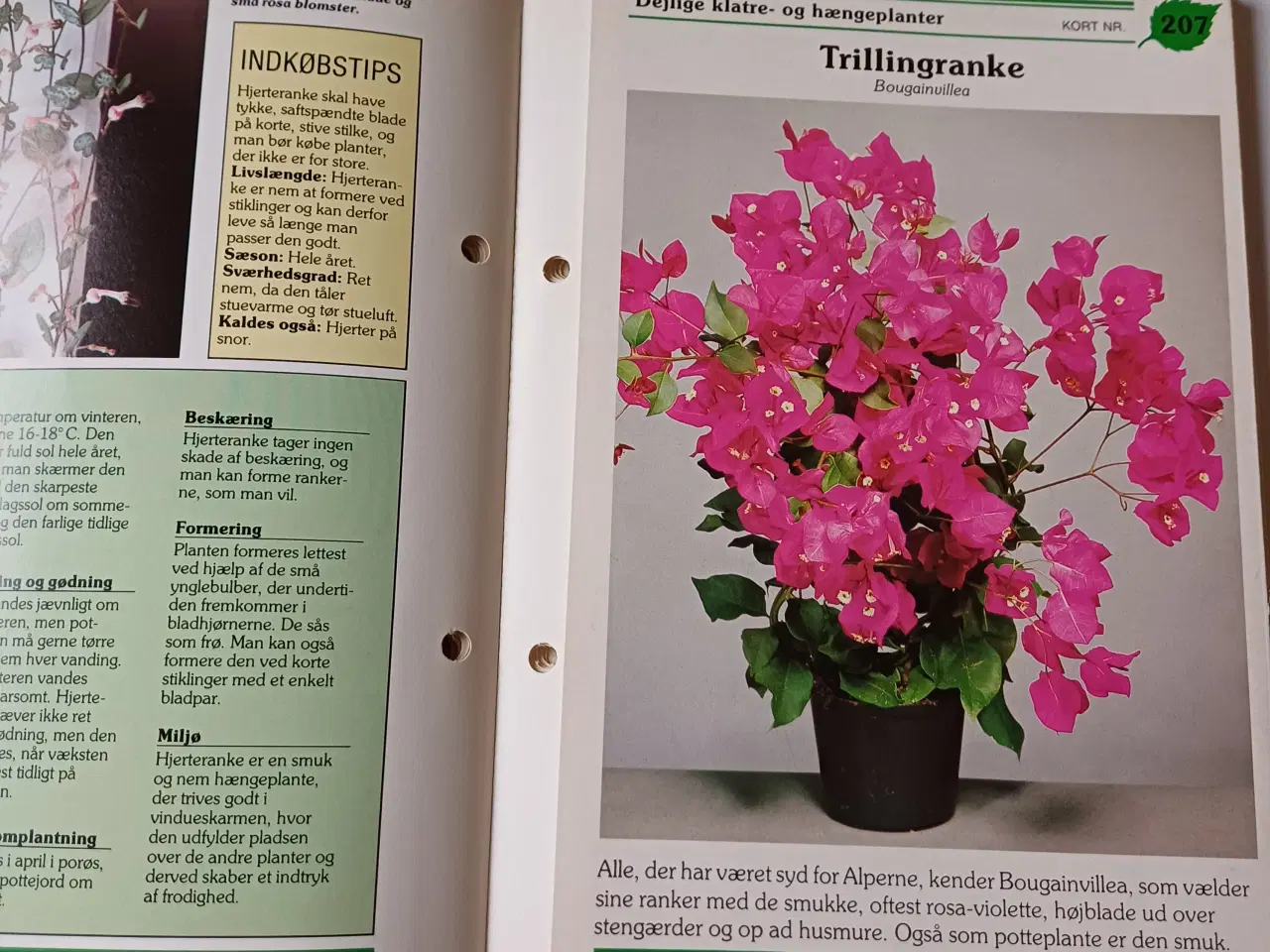 Billede 3 - Mine stueplanter - håndbog i blomsterpasning.