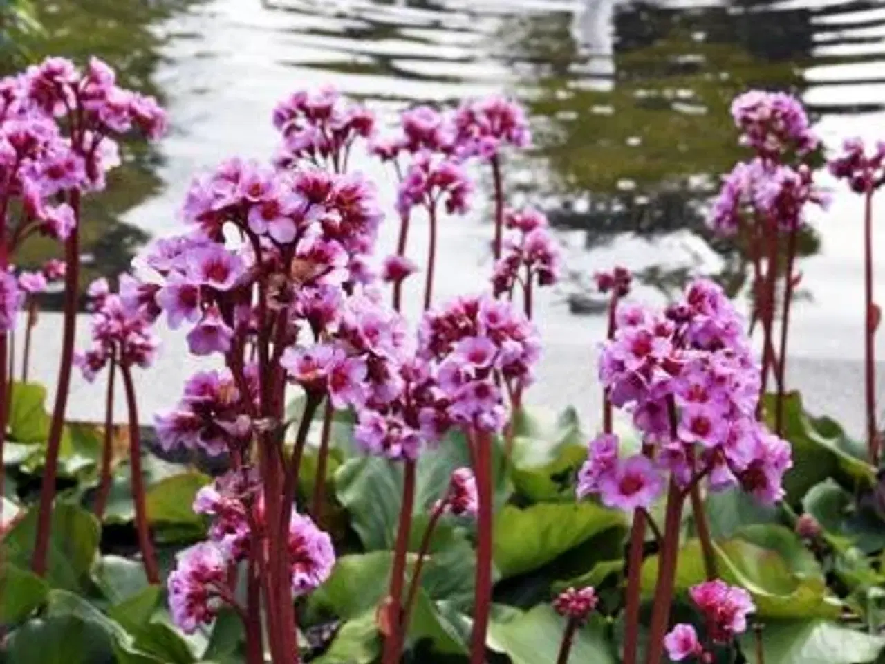 Billede 5 - Stauder, mange forskellige