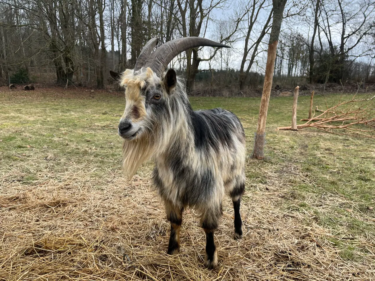 Billede 4 - Dansk Landrace gedebuk