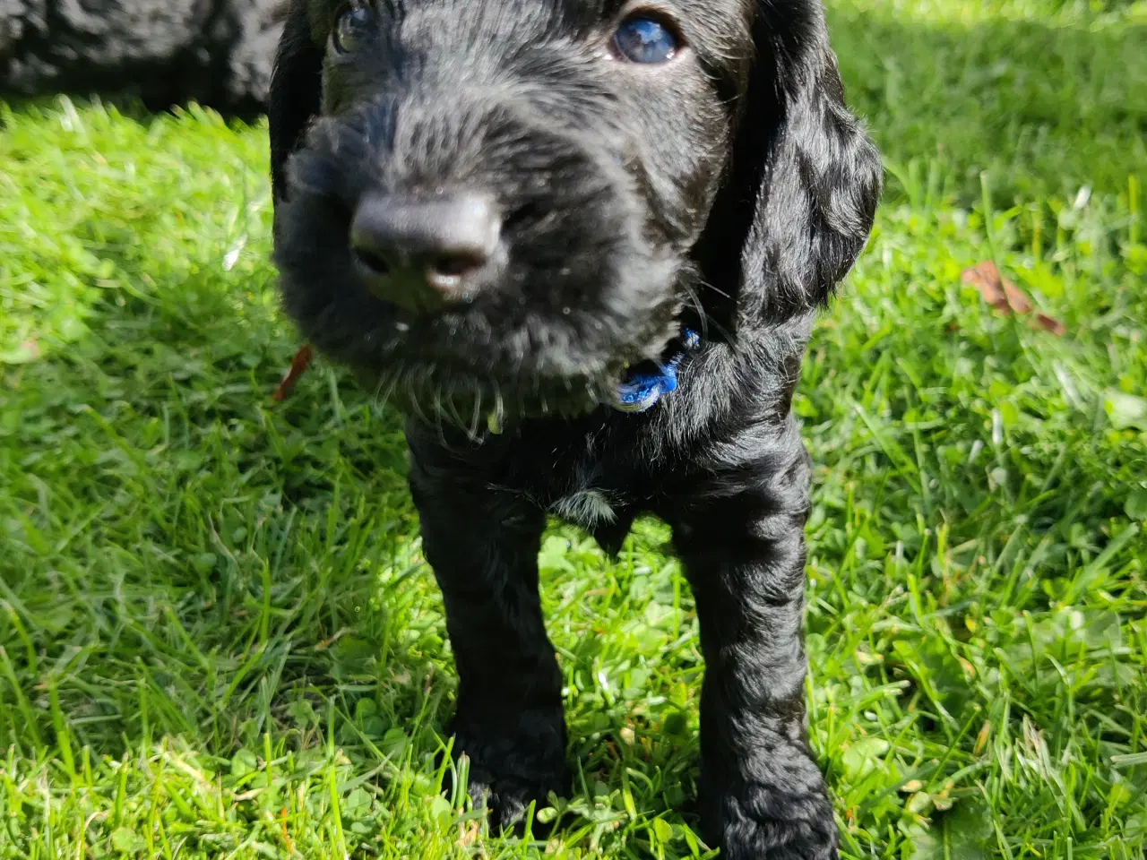 Billede 8 - Cockapoo hvalpe F1