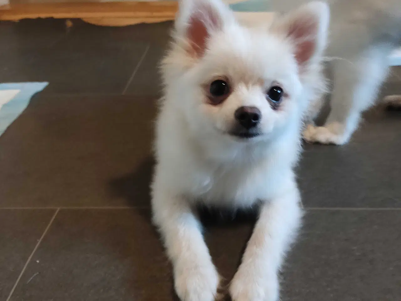 Billede 7 - Mini Pomeranian 