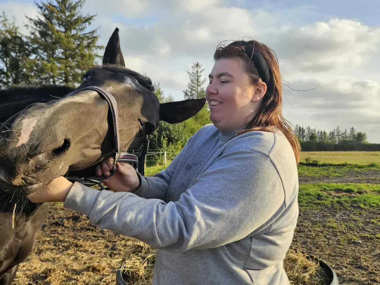 Billede 7 - Hannovaraner hoppe fra 2012