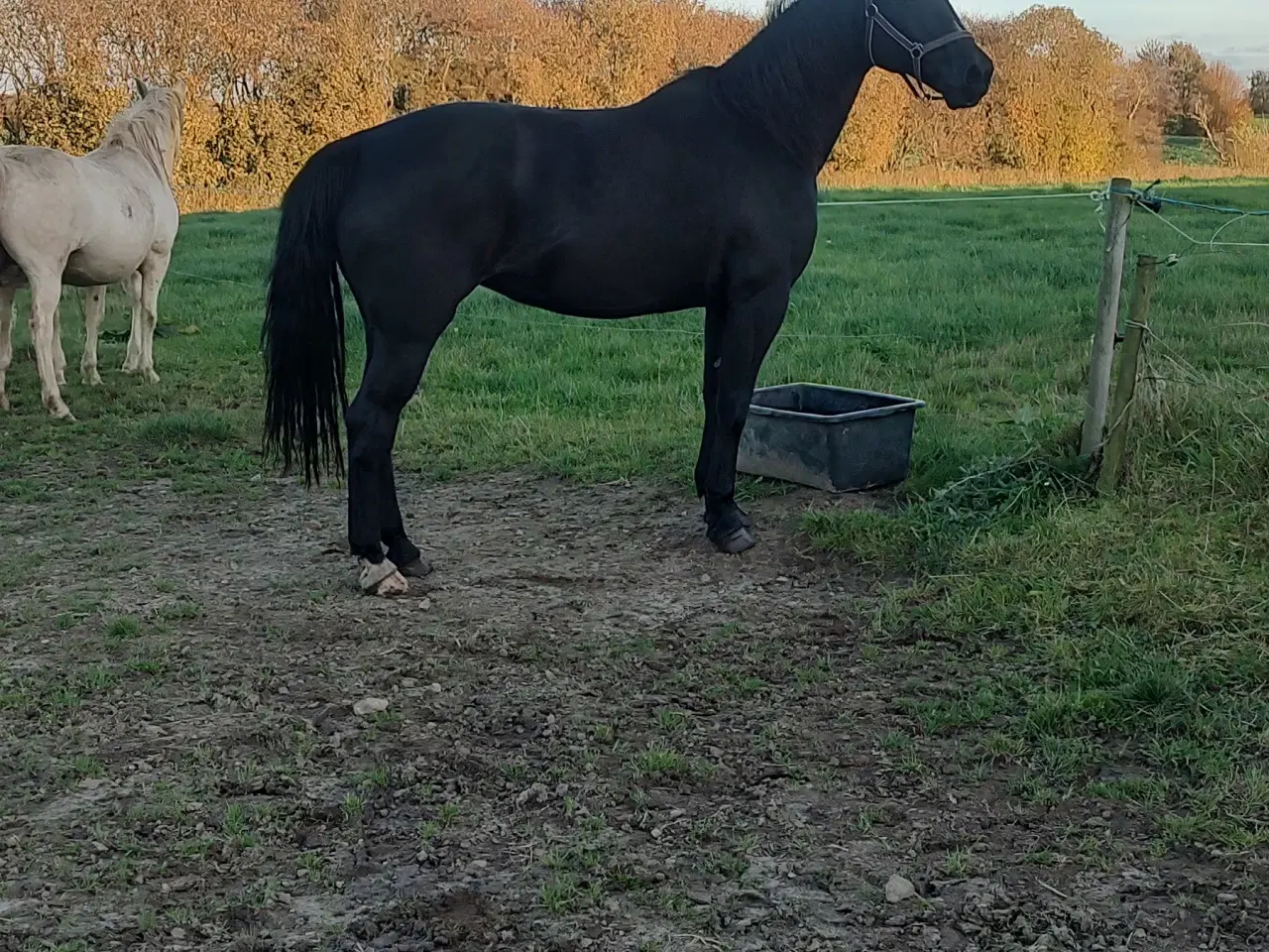 Billede 1 - Oldenborg Hoppe