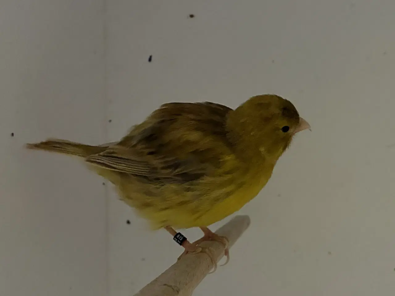 Billede 5 - Fife Fancy