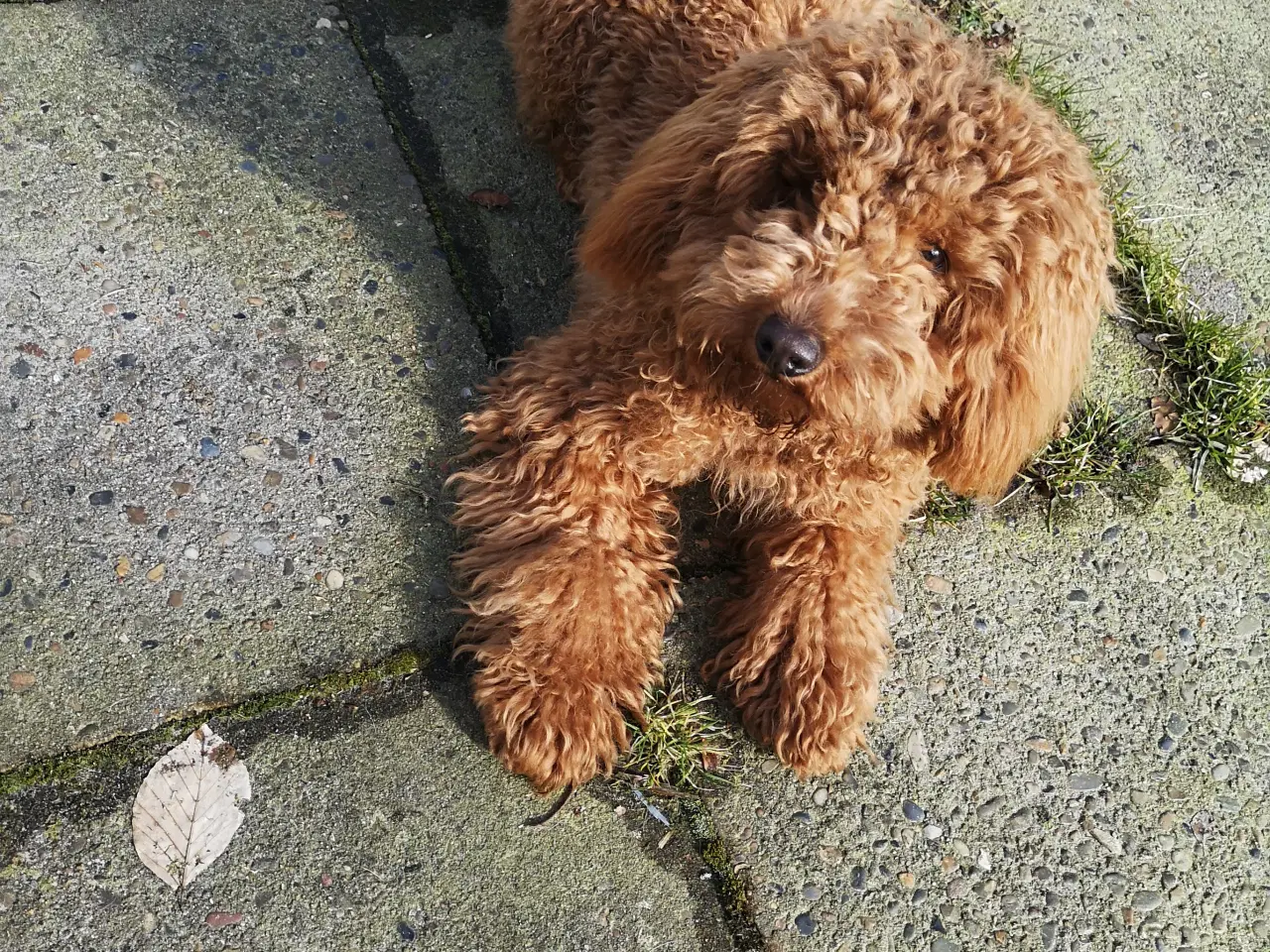 Billede 6 - Cavapoo hvalpe