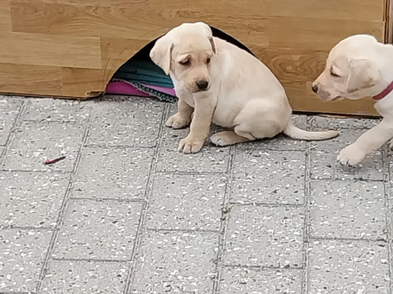 Billede 6 - Gule labrador  hvalpe hanner