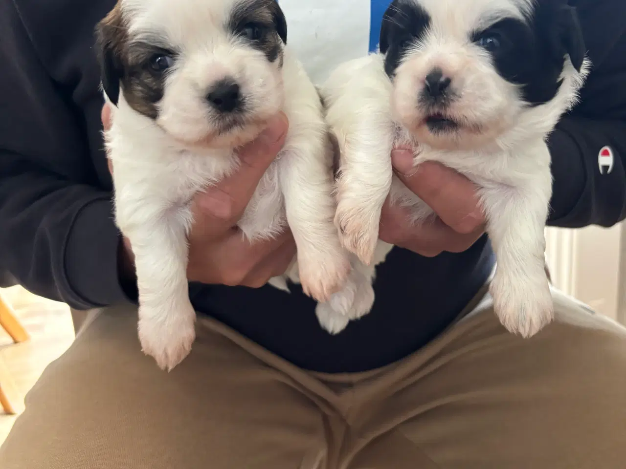 Billede 5 - Shih Tzu hvalpe sælges