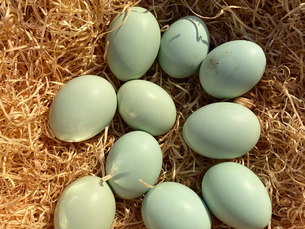 Billede 2 - Cream Lagbar rugeæg.