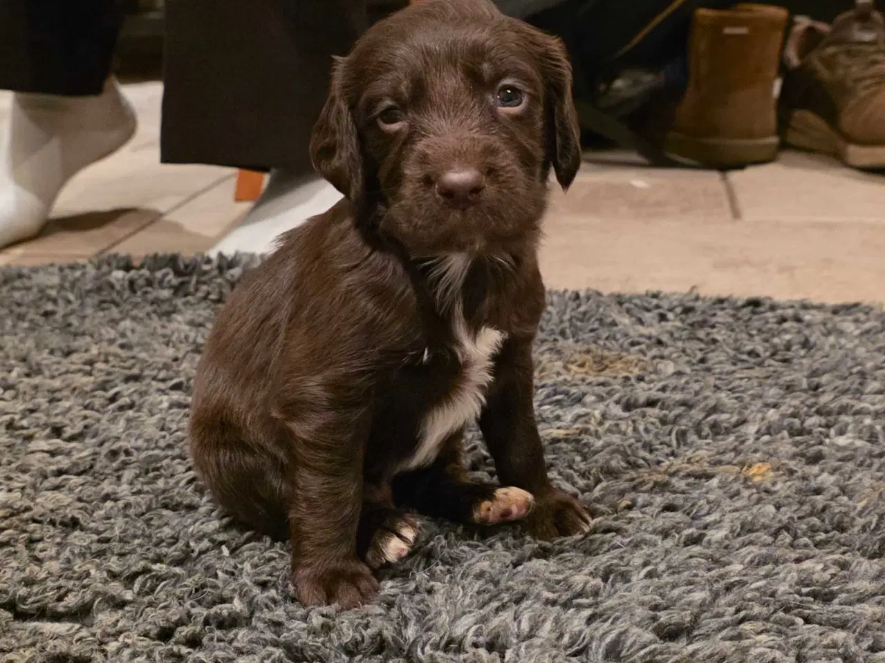 Billede 3 - FT Cocker Hvalpe.