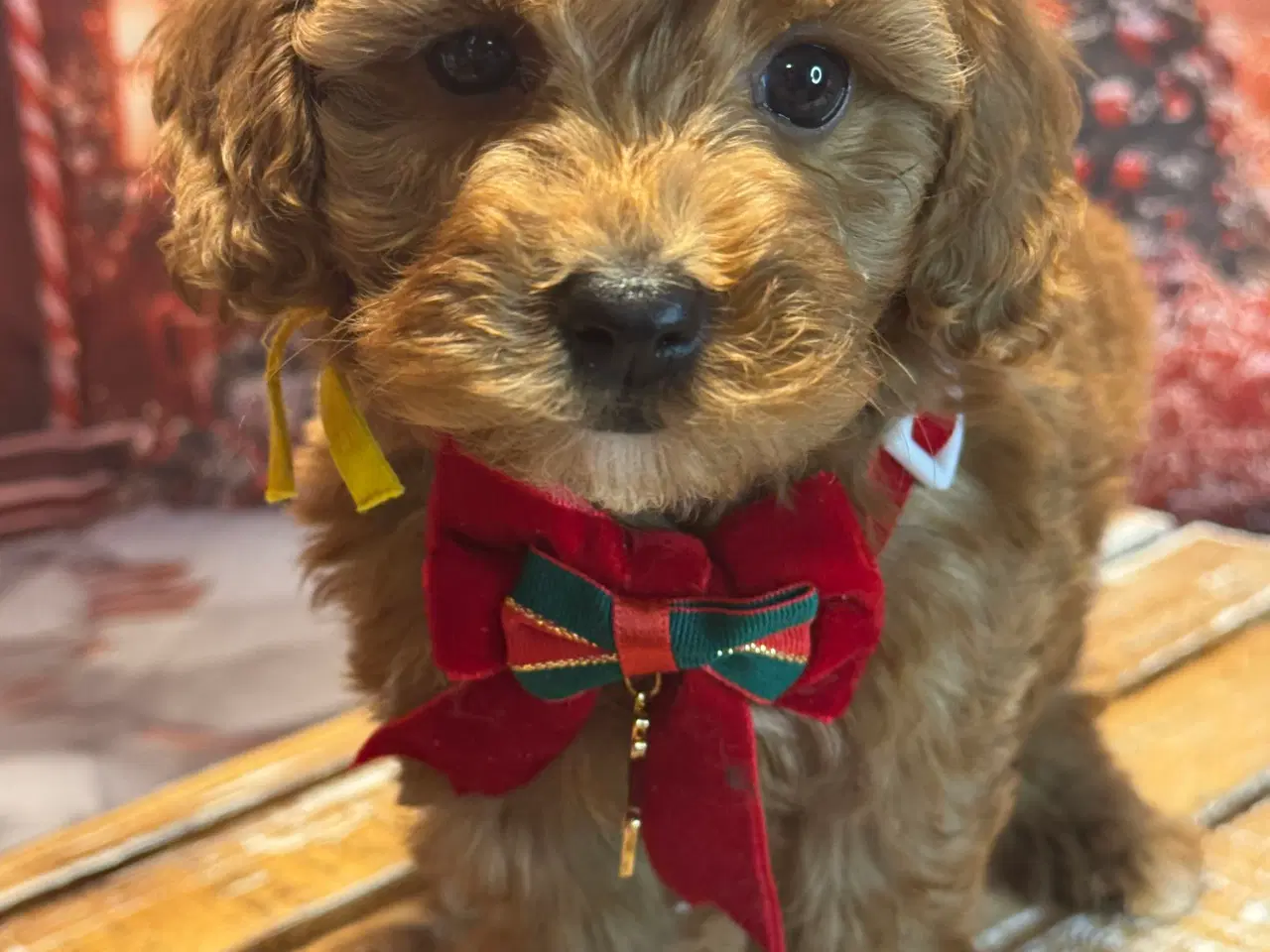 Billede 18 - 🐾✨ Skønne Maltipoo hvalpe klar mellem jul & Nytår