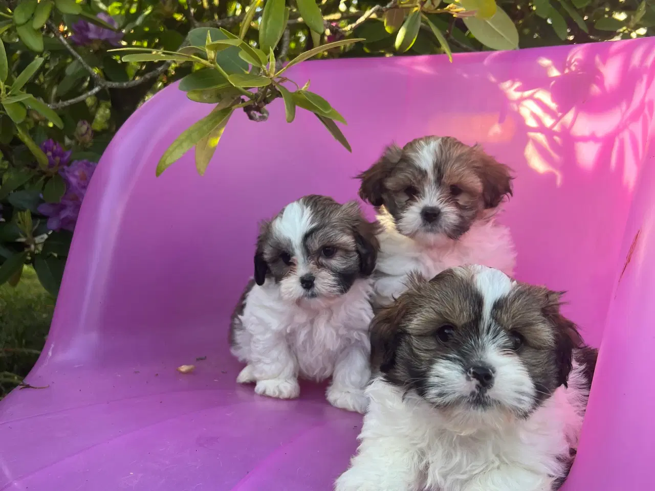 Billede 1 - 3 shih tzu-havapoo hvalpe(8 uger)