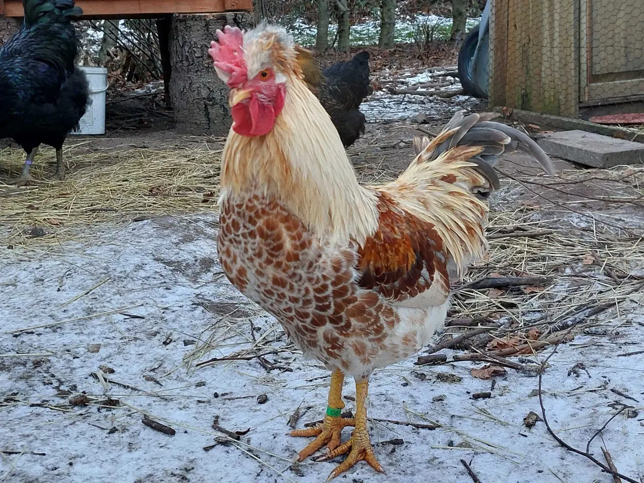 Billede 1 - Grønlæggerhane med personlighed