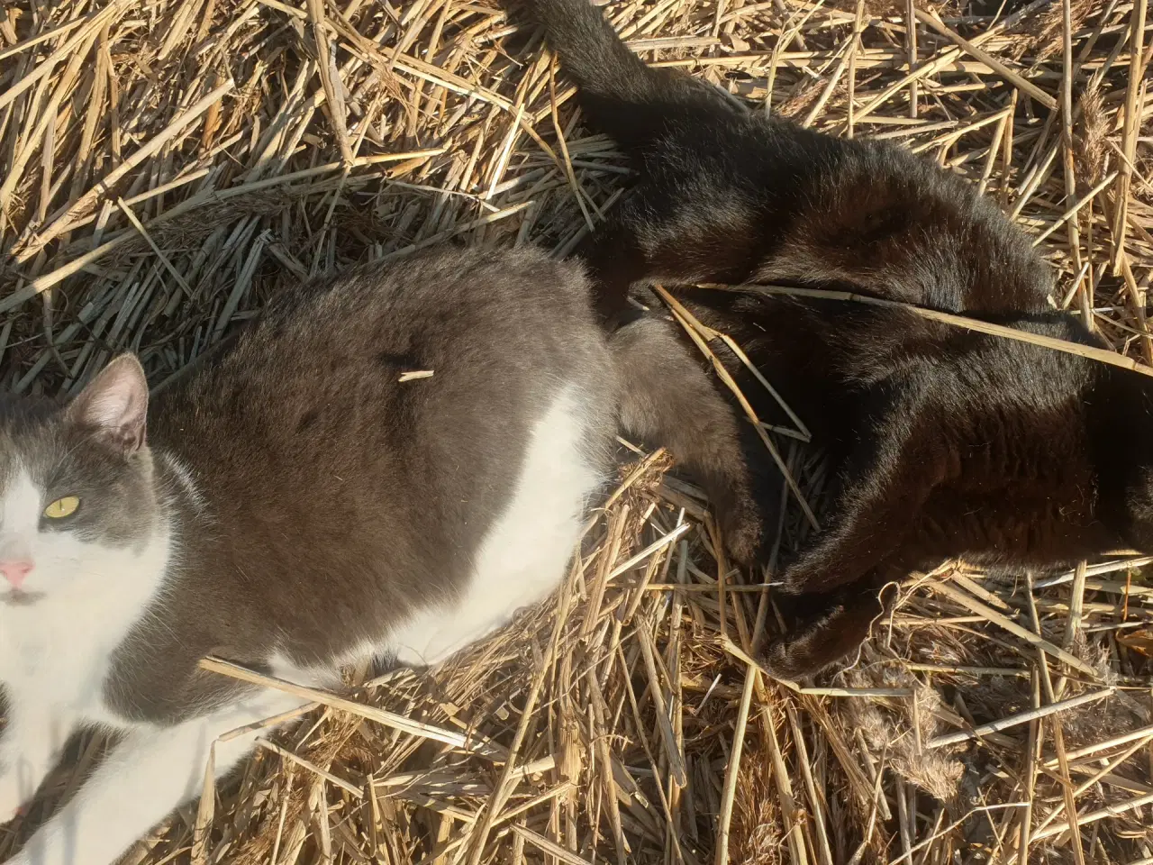 Billede 1 - Teenage killinger