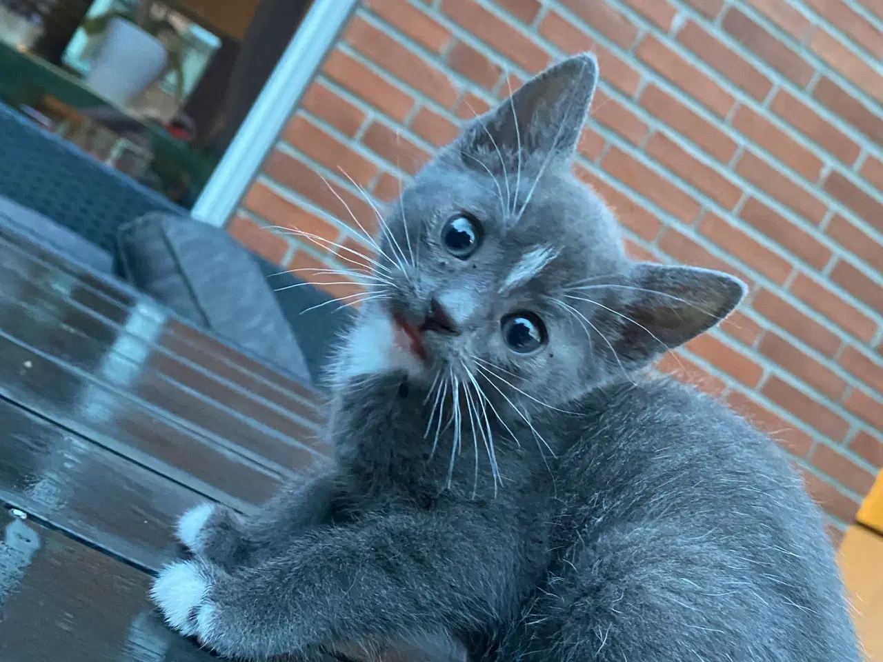 Billede 20 - katte killinger
