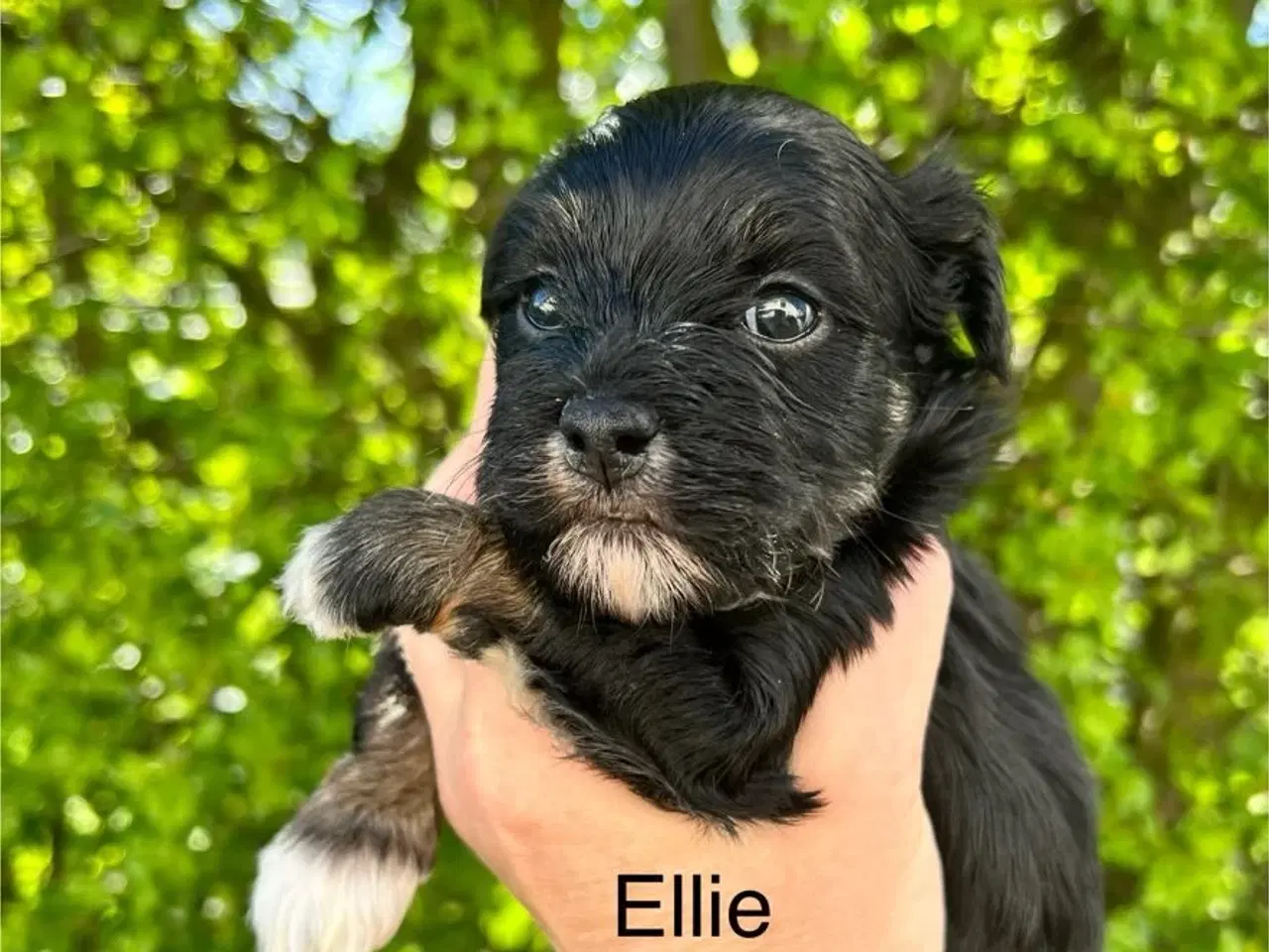 Billede 3 - Bichon Havanais hvalpe 