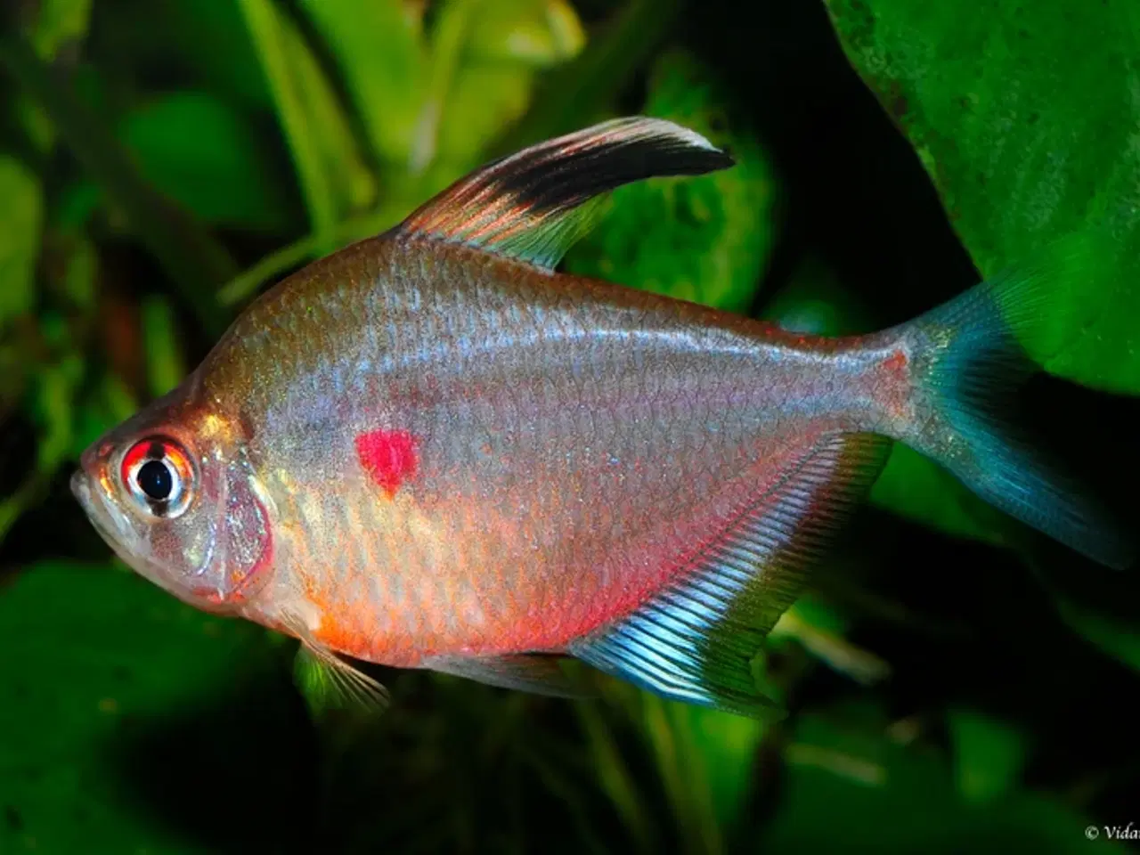 Billede 7 - Flotte akvariefisk