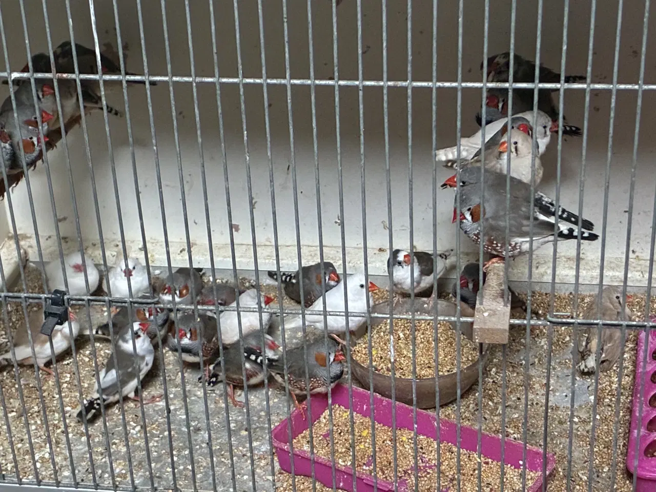 Billede 2 - Zebra finker 